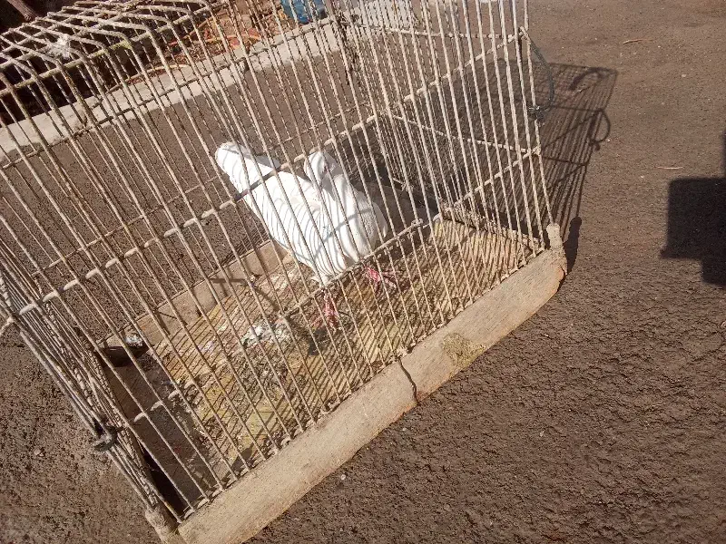 کبوتر|پرنده|زنجان, |دیوار