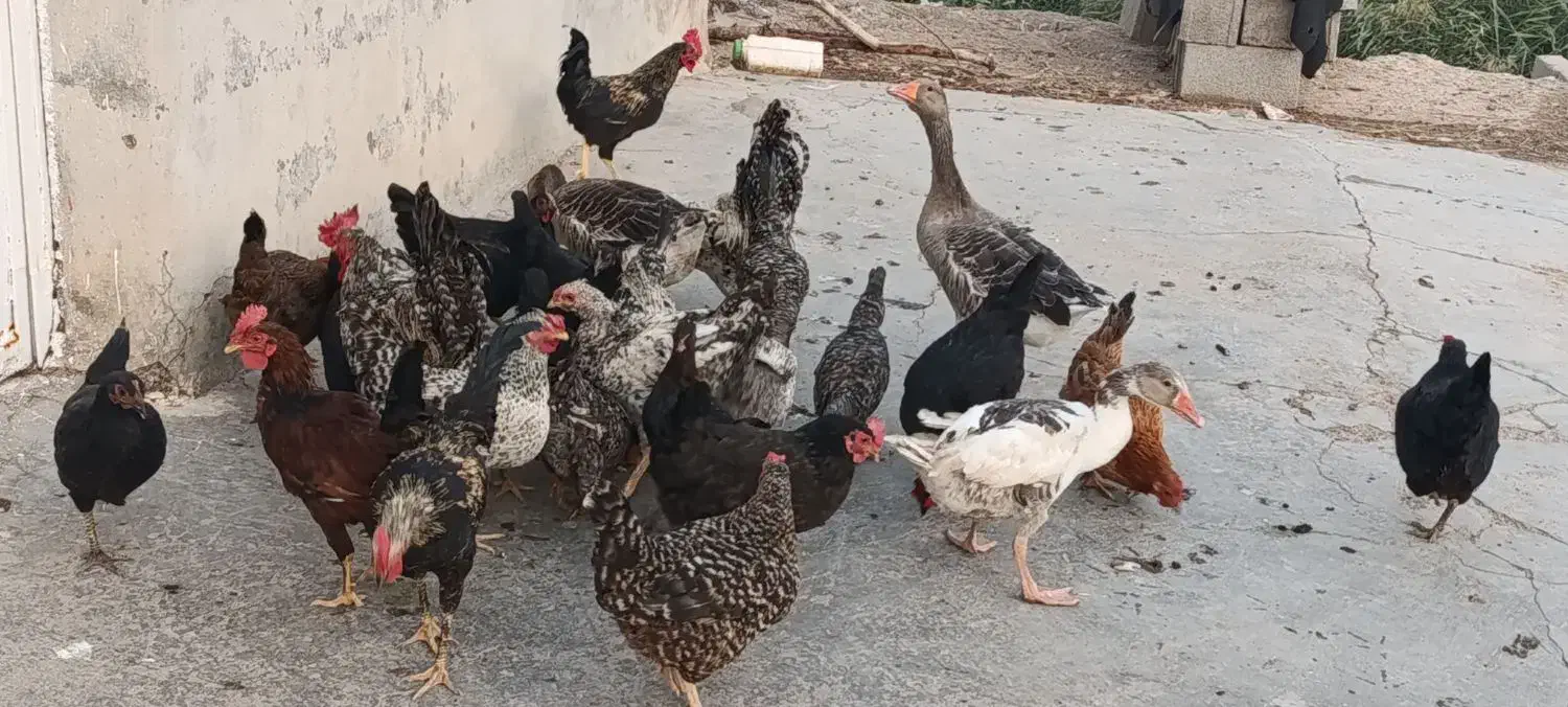 مرغ خروس وغازمحلی سالم|حیوانات مزرعه|دزفول, |دیوار