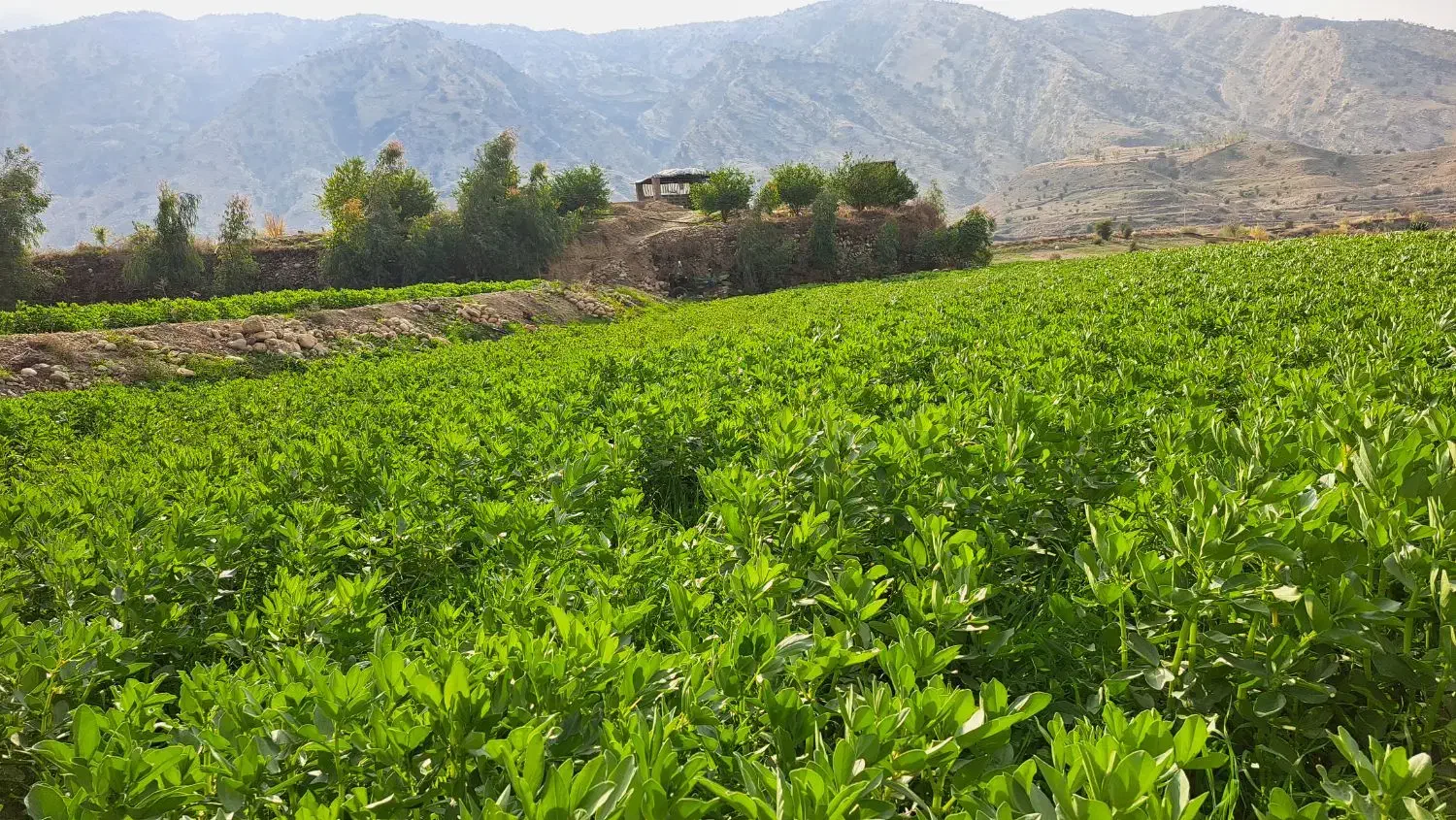 زمین کشاورزی 3هکتار|فروش دفتر صنعتی، کشاورزی، تجاری|دوگنبدان, |دیوار