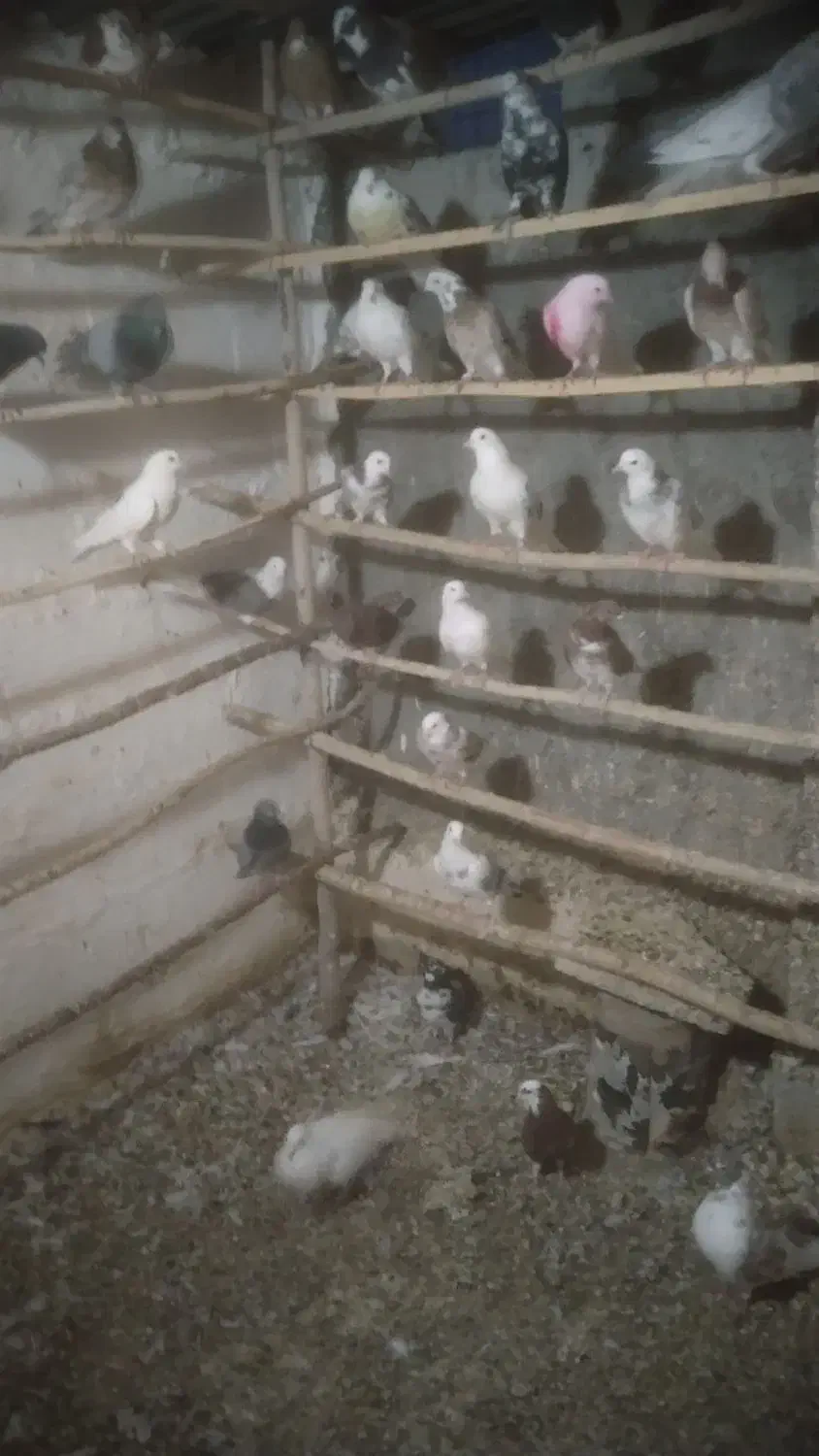 کبوتر همه خال|پرنده|نهاوند, |دیوار