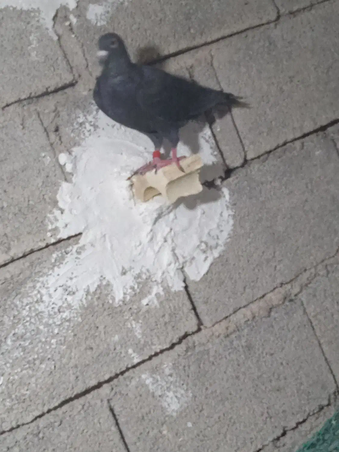 کبوتر پلاکی|پرنده|برازجان, |دیوار