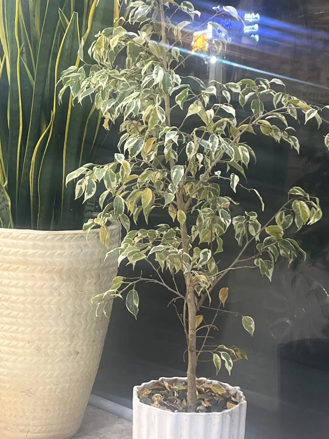 رهن واحد سه خواب شیک میدان جهادشهرک فرهنگیان|اجارهٔ آپارتمان|رشت, سیا اسطلخ|دیوار