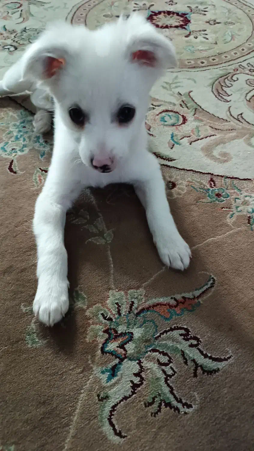 شیتزو اشپیتز|سگ|کرج, المهدی|دیوار