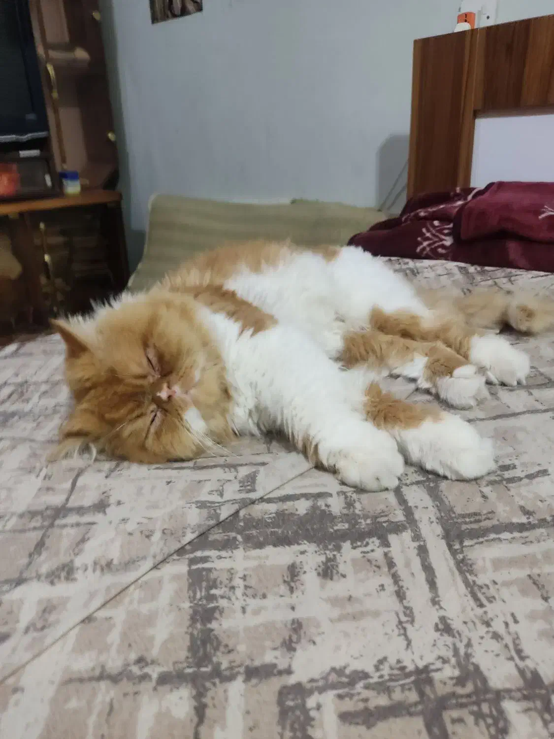 گربه پرشین|گربه|امیدیه, |دیوار