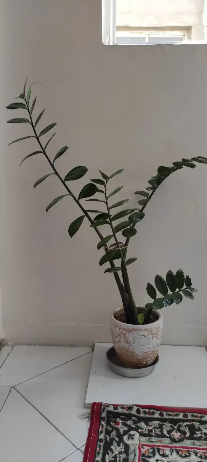 زاموفیلیا|گل و گیاه طبیعی|تهران, گمرک|دیوار