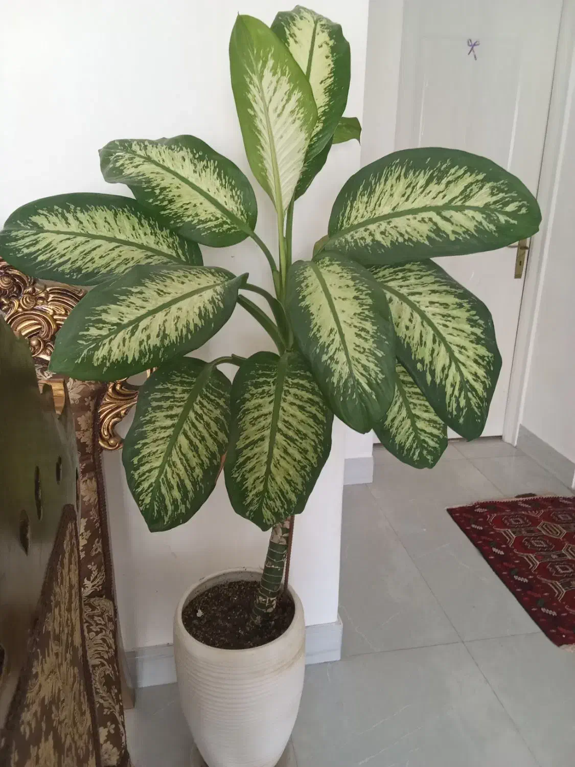 گل دیفن|گل و گیاه طبیعی|گلبهار, شهر جدید گلبهار|دیوار