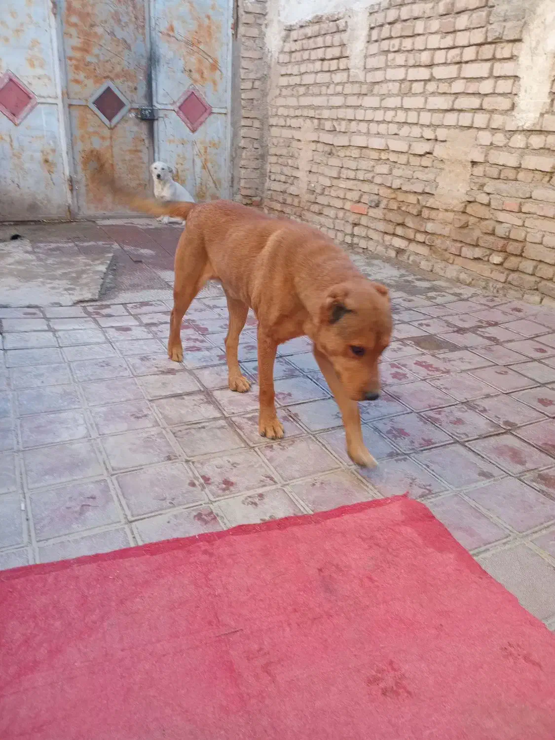 سگ اصیل افغان .|سگ|شهریار, دهشاد پائین|دیوار