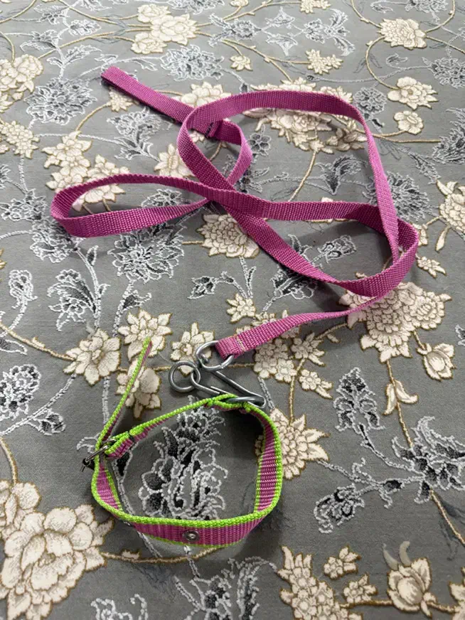 لوازم سگ نو|لوازم جانبی حیوانات|رشت, جانبازان|دیوار