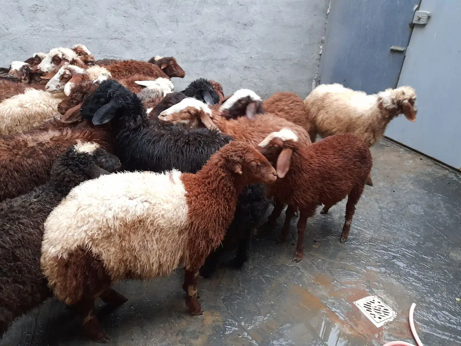 ی تعداد بره نر وماده گوسفند|حیوانات مزرعه|کرمانشاه, |دیوار