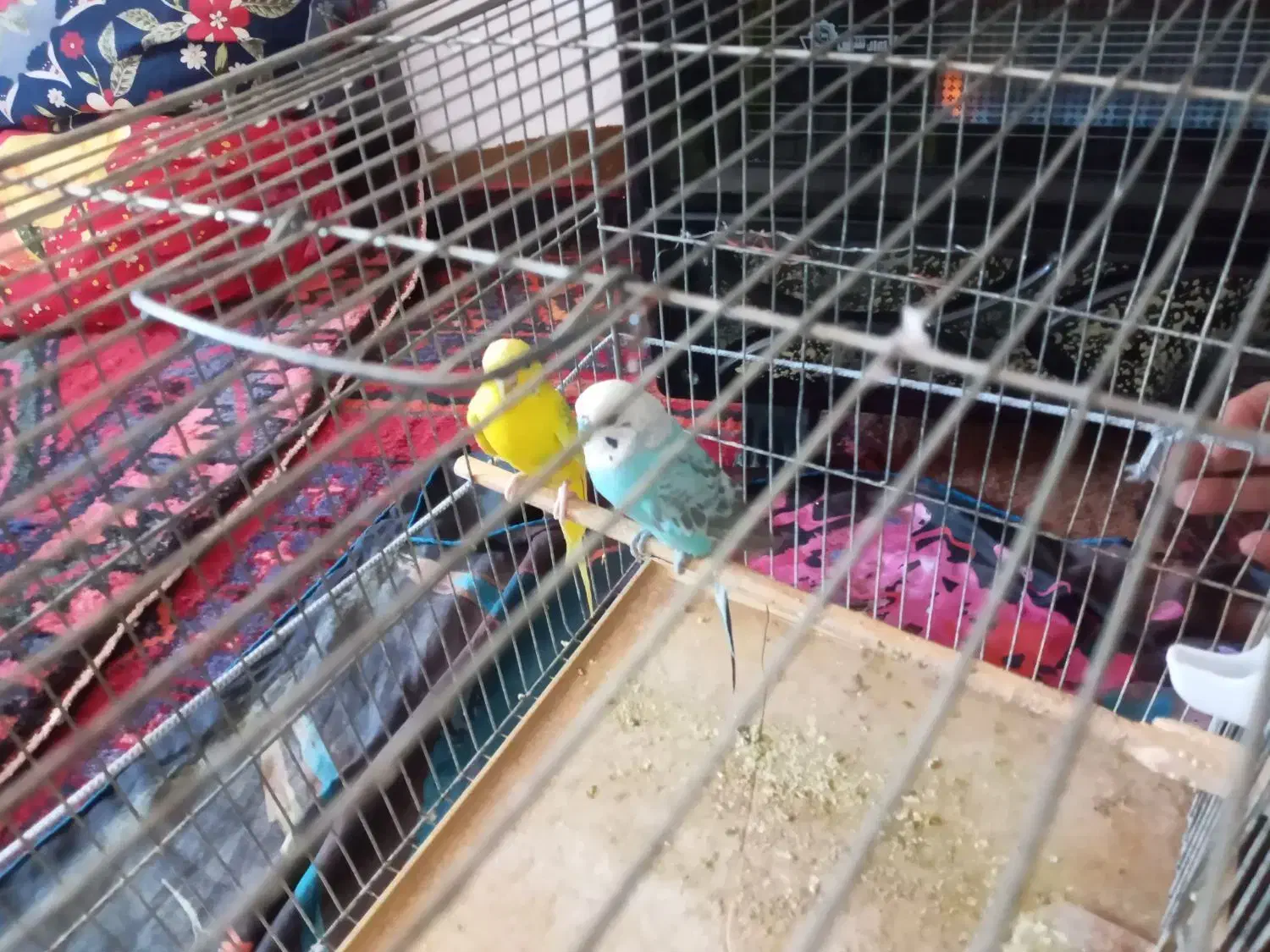 یک جفت مرغ عشق نر وماده|پرنده|تبریز, |دیوار