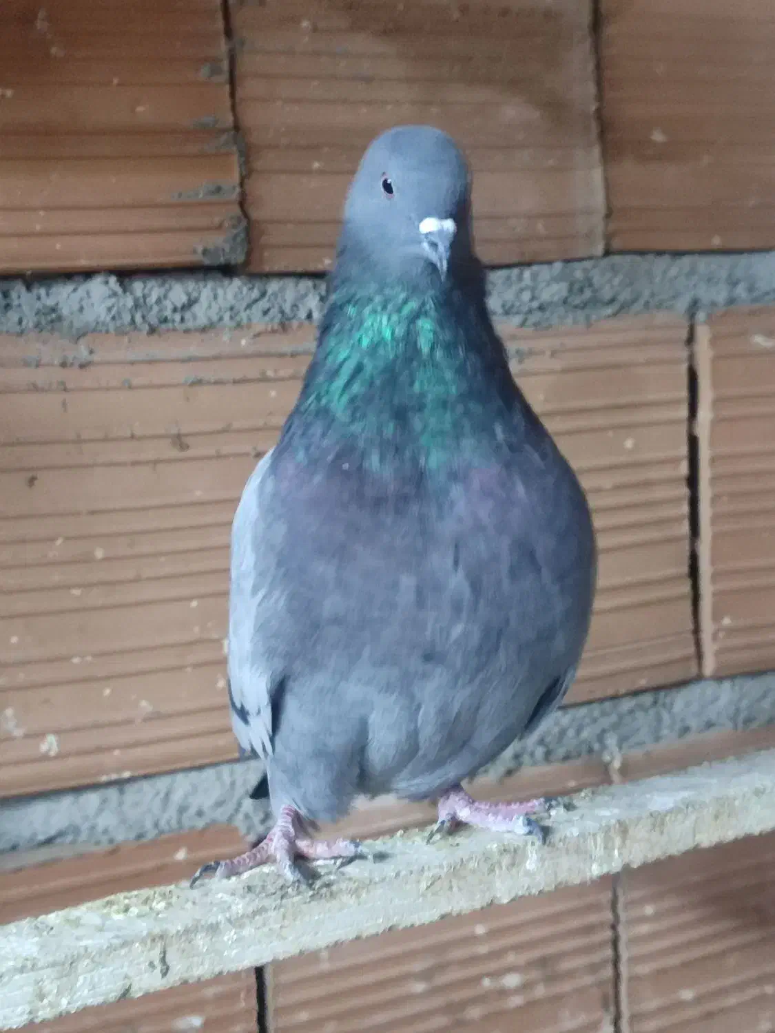 کبوتر پرشی|پرنده|گمیشان, |دیوار