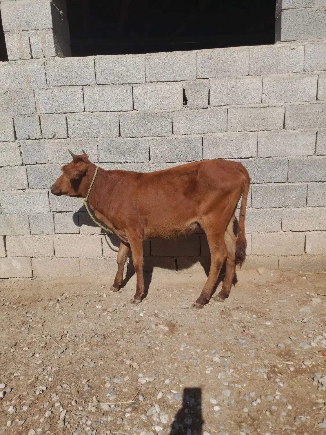 گاو گوساله ماده|حیوانات مزرعه|گنبد کاووس, |دیوار