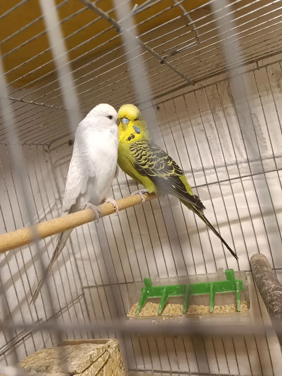 مرغ عشق انگلیسی و طوطی برزیلی مولد|پرنده|کرج, اسدآباد|دیوار