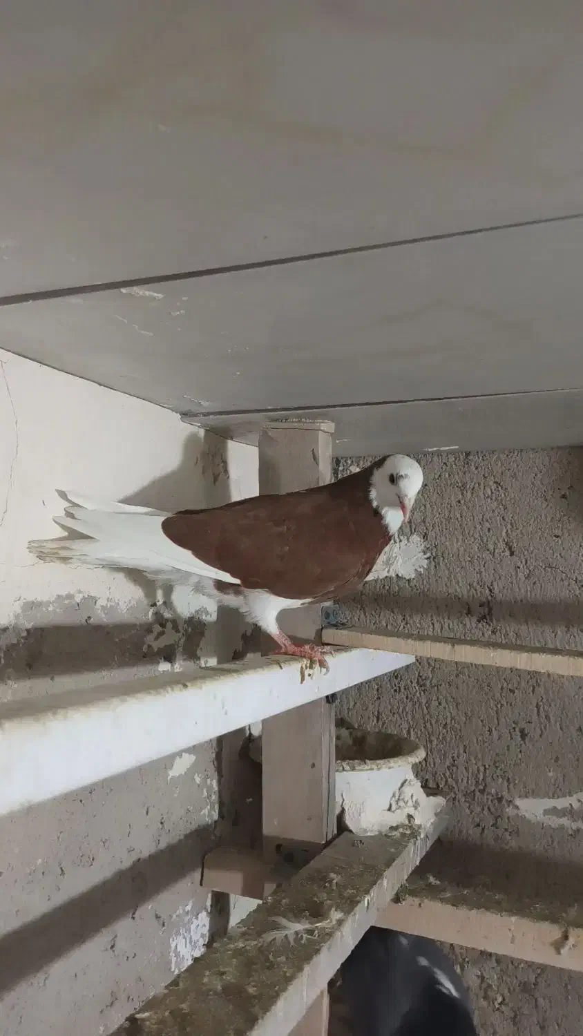 کبوتر شازده قرمز نر|پرنده|محمدشهر, جعفرآباد|دیوار