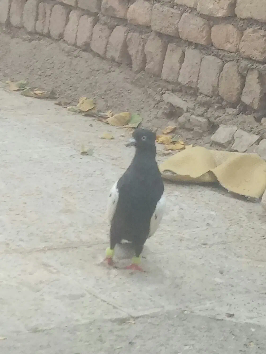 سینه نر|حیوانات مزرعه|مشهد, شهید شهریاری|دیوار