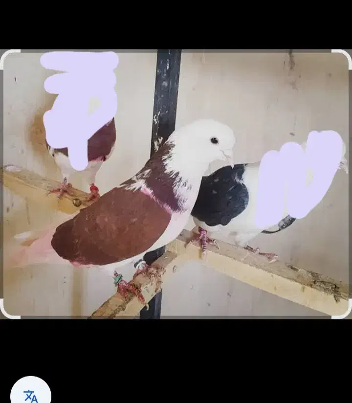 کفتر گمشده|پرنده|مرند, |دیوار