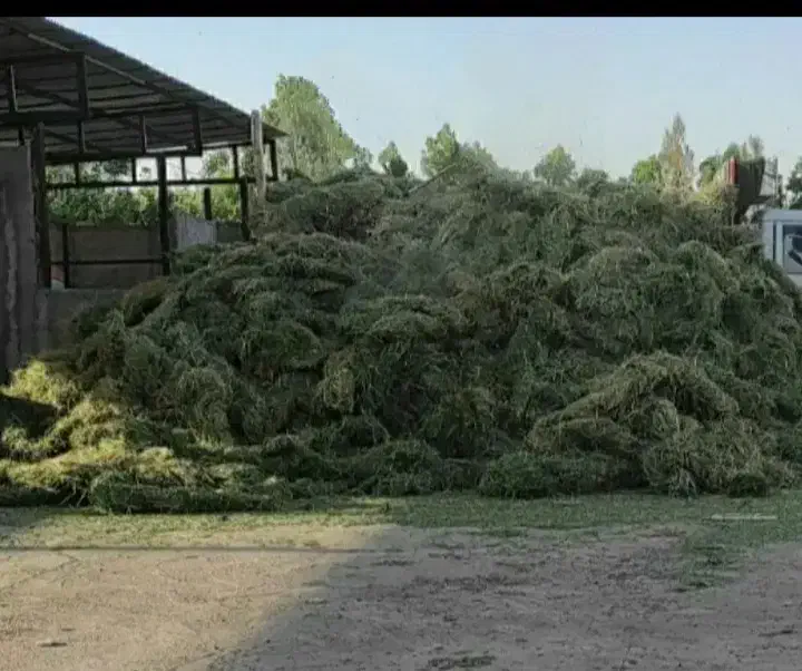 کاه یونجه بدون علف هرز|خدمات باغبانی و درختکاری|جیرفت, |دیوار