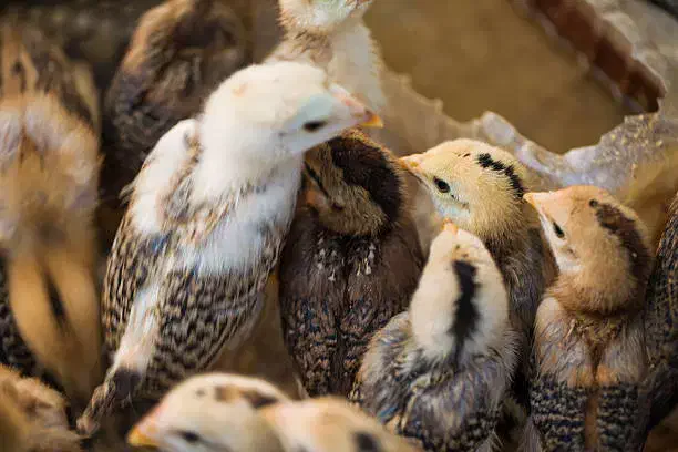 فروش عمده جوجه بومی دورگه مستقیم از کارخانه|حیوانات مزرعه|تهران, میدان میوه و ترهبار مرکزی|دیوار