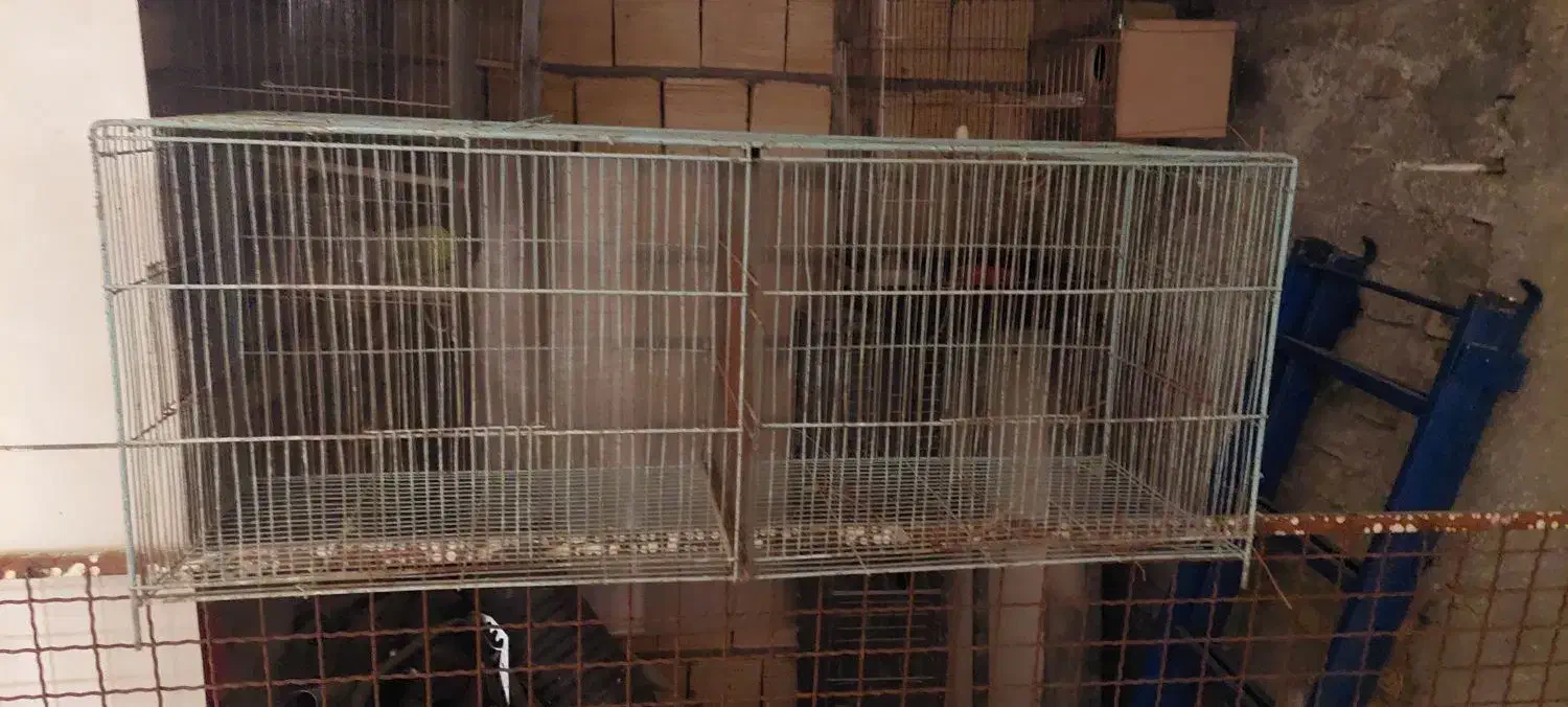 دو عدد قفس|لوازم جانبی حیوانات|یزد, |دیوار