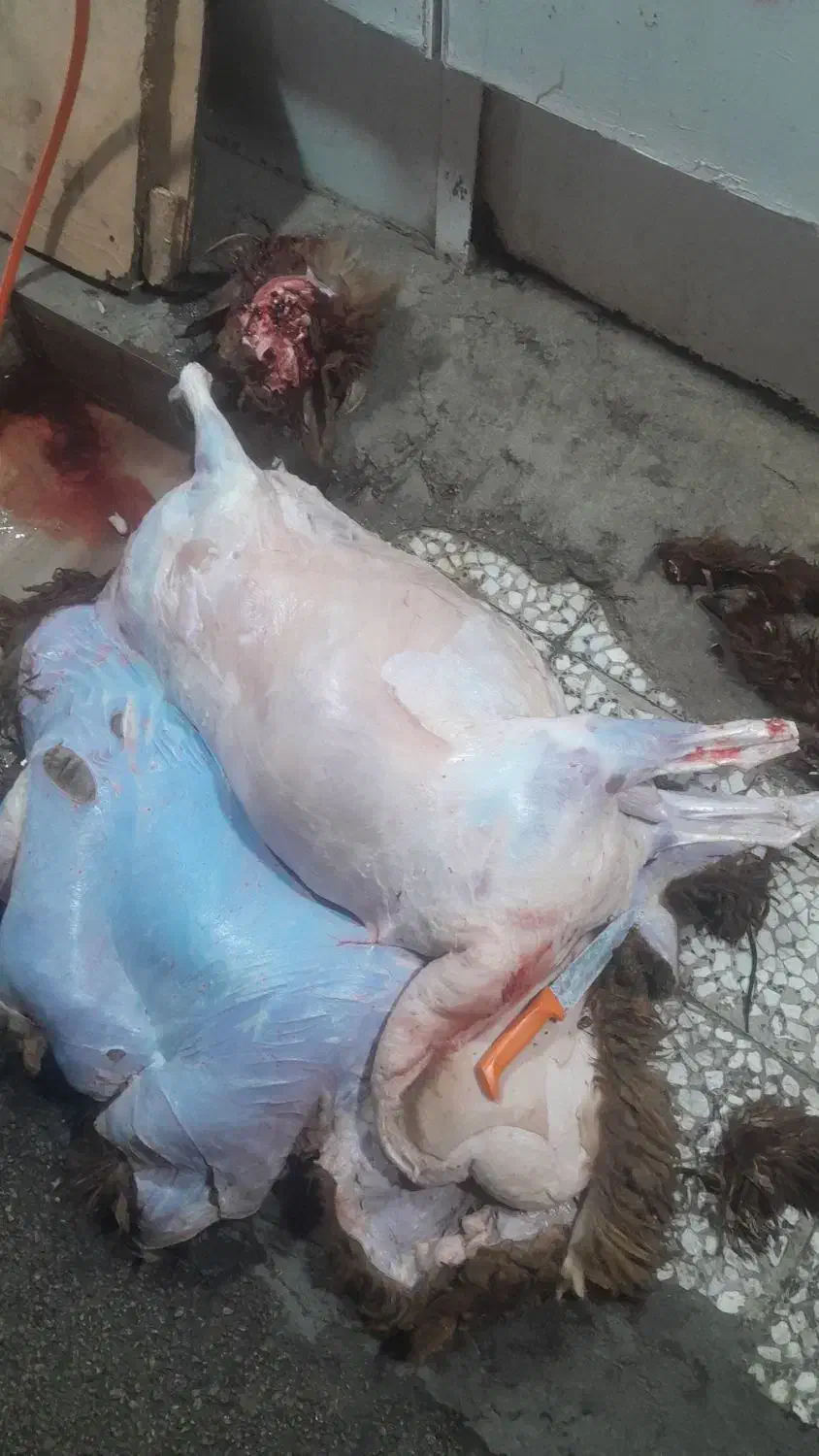 فروش گوشت بره و گوساله|خوردنی و آشامیدنی|اهواز, منبع اب|دیوار