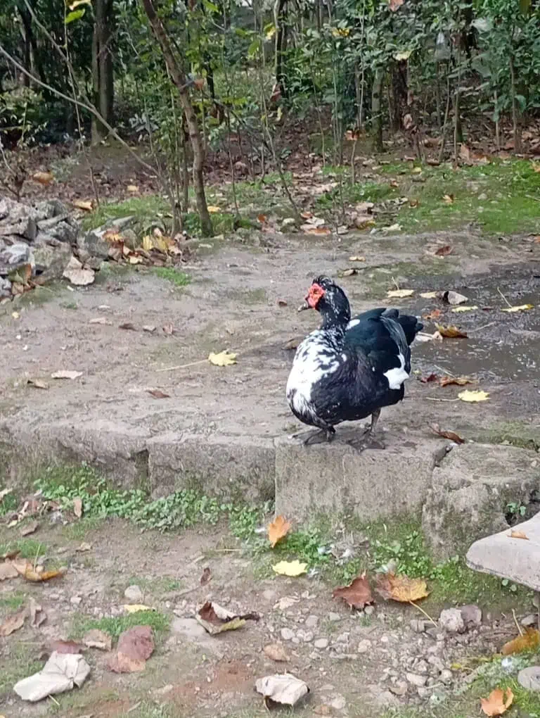 اردک اسرائیلی|حیوانات مزرعه|ماکلوان, |دیوار