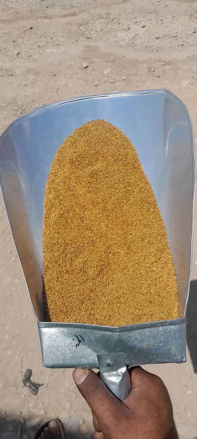 بذر یونجه تخم یونجه همدان سورت شده|گل و گیاه طبیعی|کبودرآهنگ, |دیوار