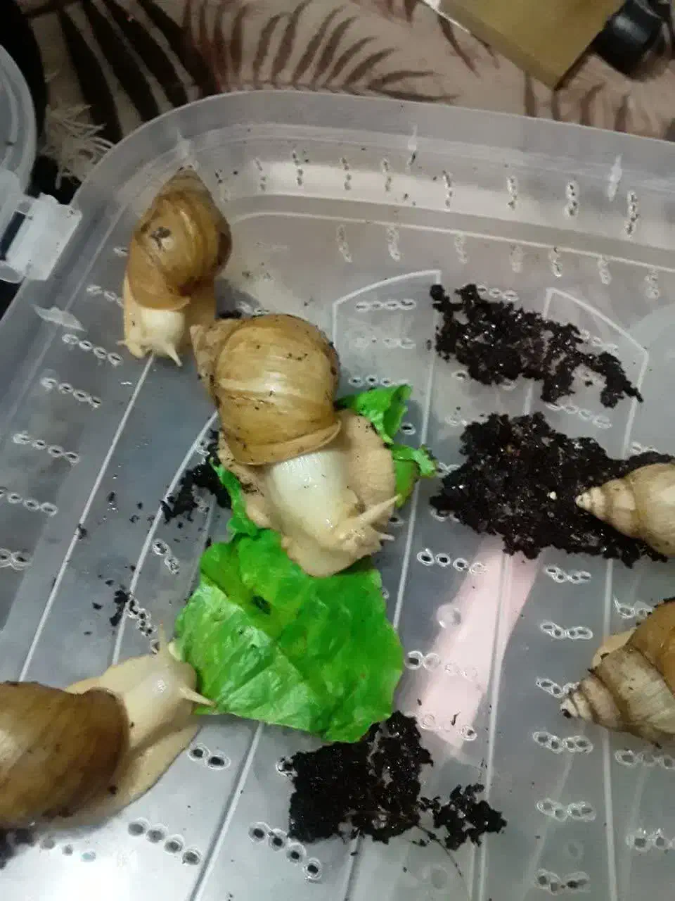 واگذاری حلزون آچاتینا فولیکا آلبینو تعدادبالا قبول|خزنده|اسلامشهر, شهرک مفیدی|دیوار