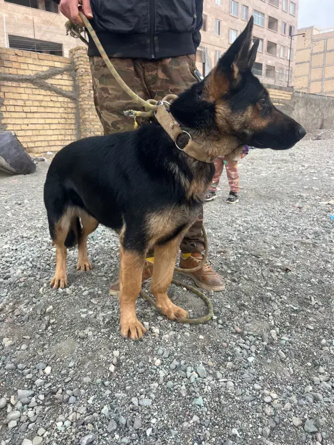 ژرمن|سگ|فردیس, فرامرزیه|دیوار