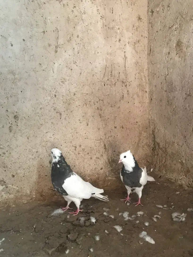 کفتر طوقی یک جفت به شرط جوجه و هوایی بودن|پرنده|بردسکن, |دیوار