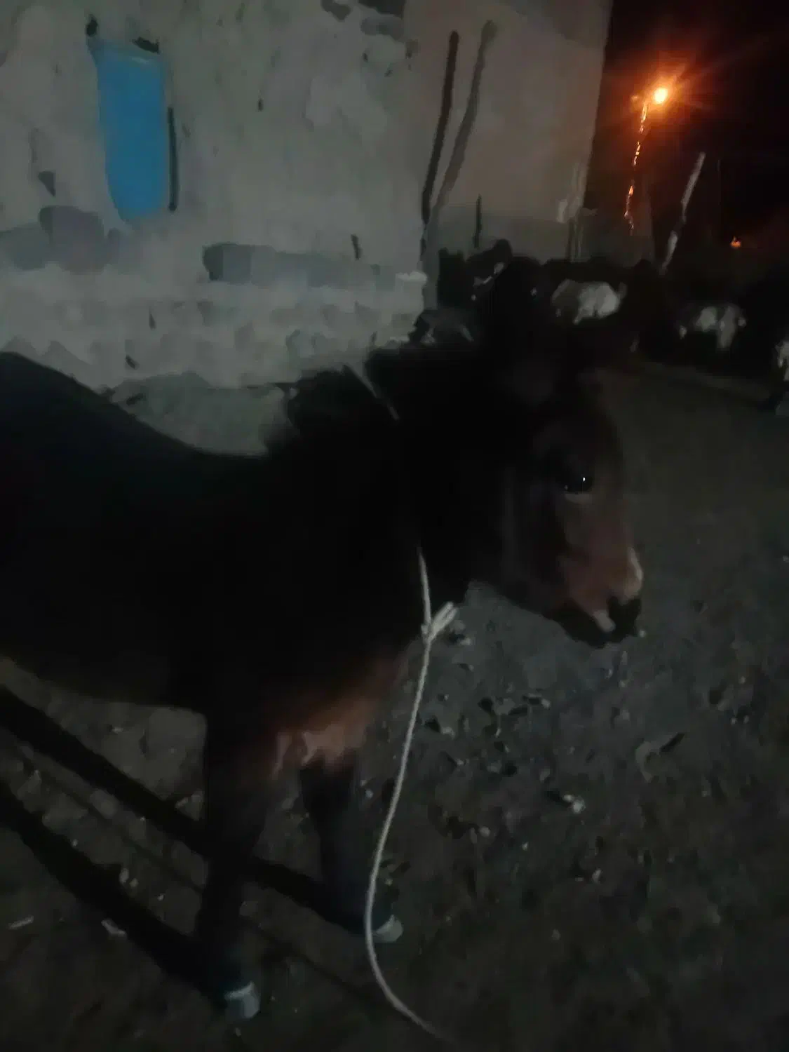 قاطر|حیوانات مزرعه|کوثر, |دیوار