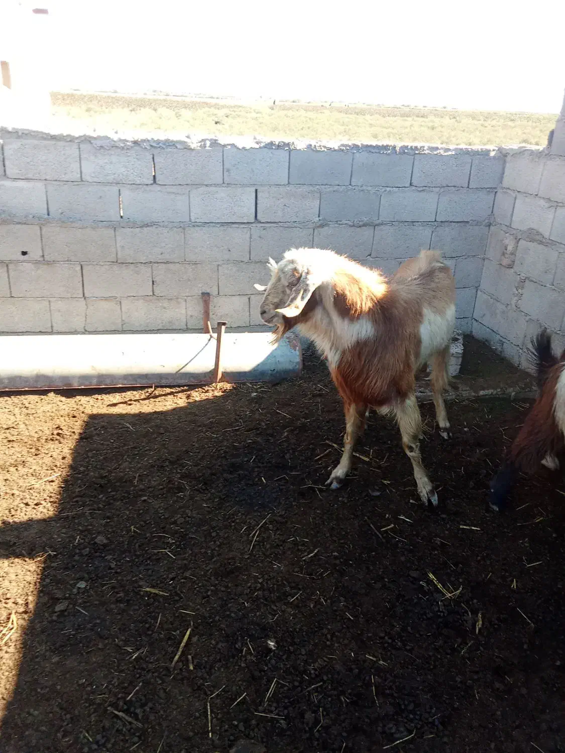 سلام دوستان تکه داشتی اگر کسی خواست در خدمتیم|حیوانات مزرعه|بهارستان, |دیوار