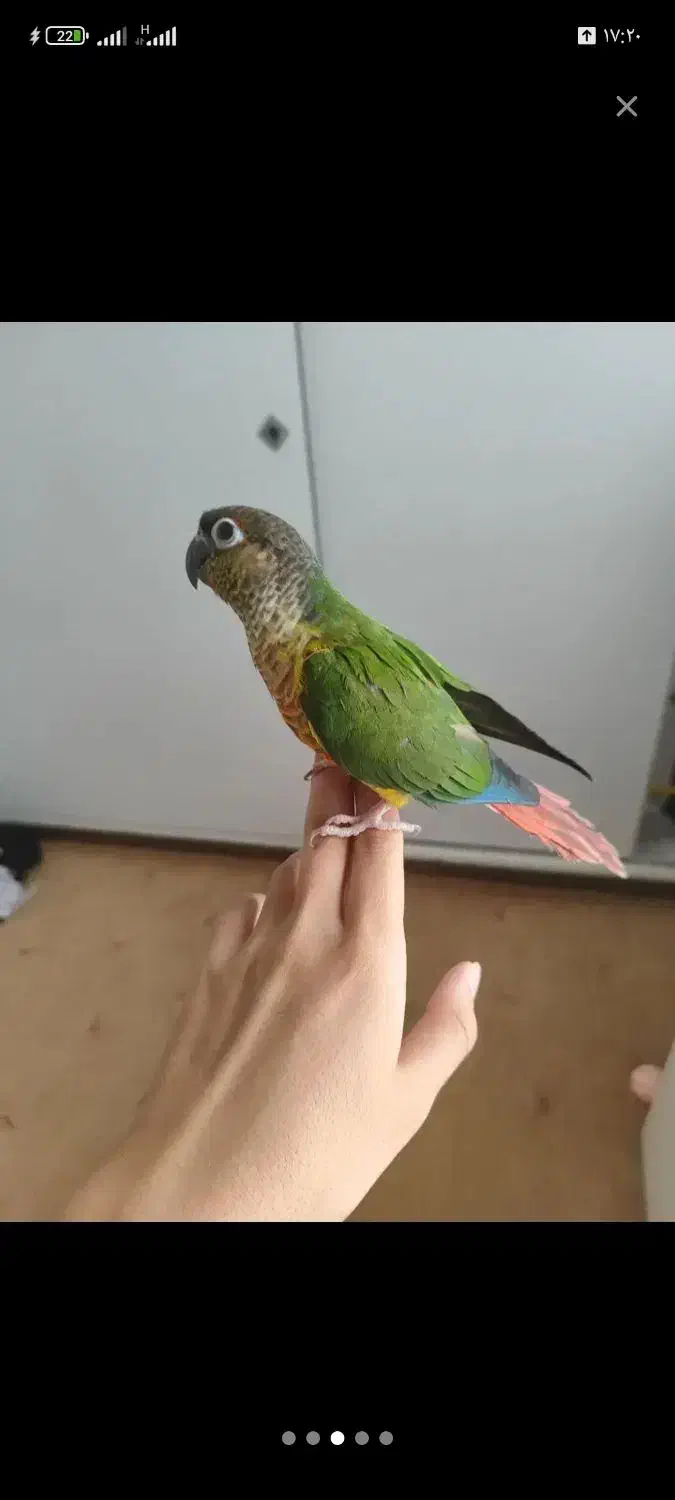 جفت گرینچیک|پرنده|فریدونشهر, |دیوار