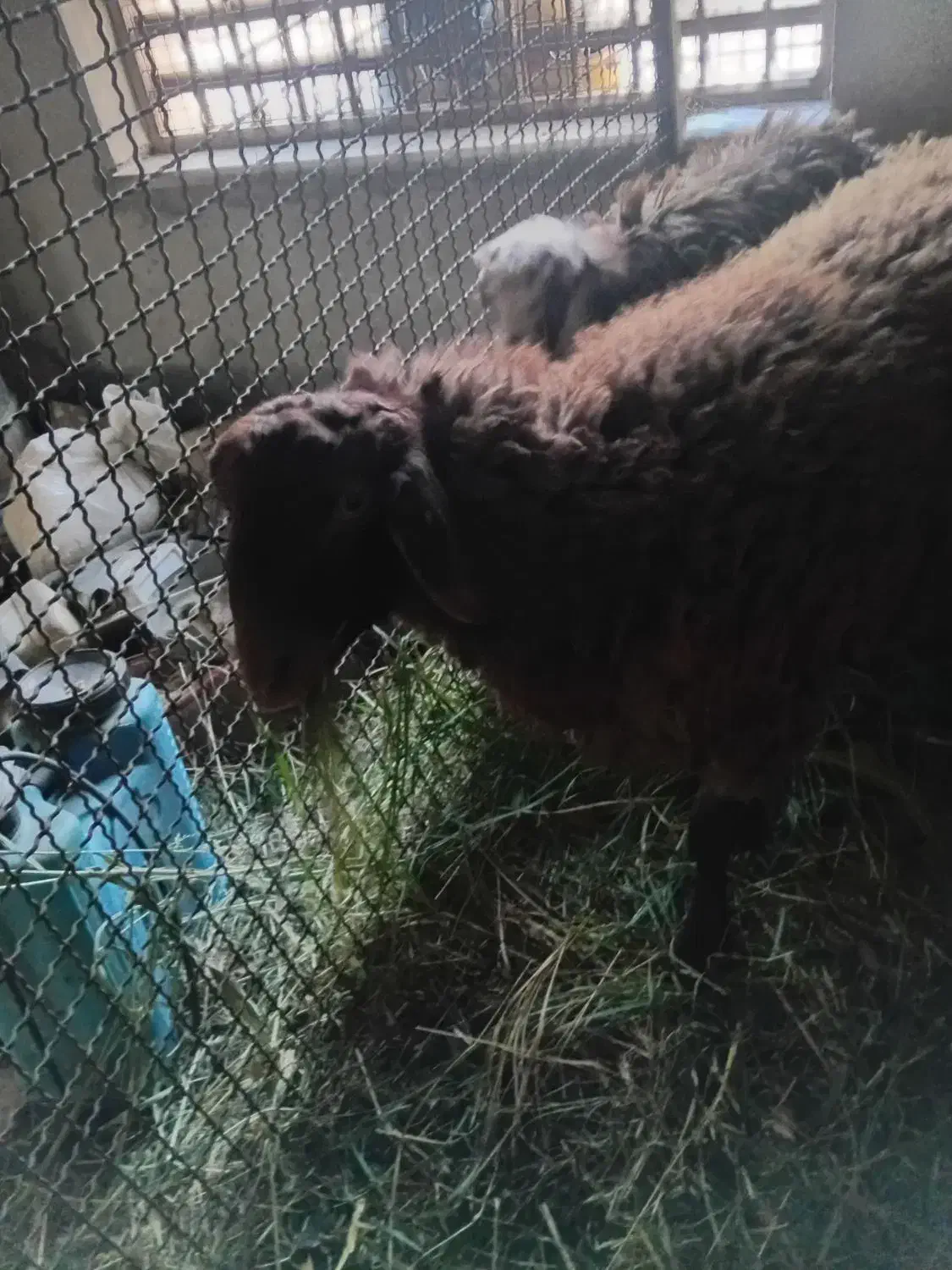 بره نر|حیوانات مزرعه|مشکین‌دشت, |دیوار