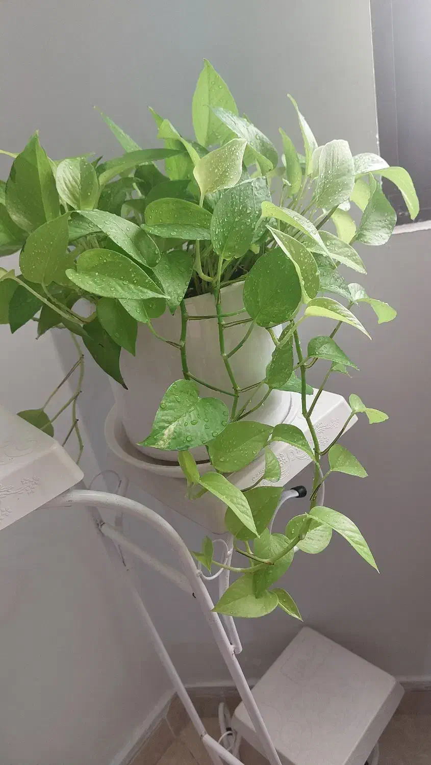 گل پتوس‌نئون|گل و گیاه طبیعی|مشهد, جاهد شهر|دیوار