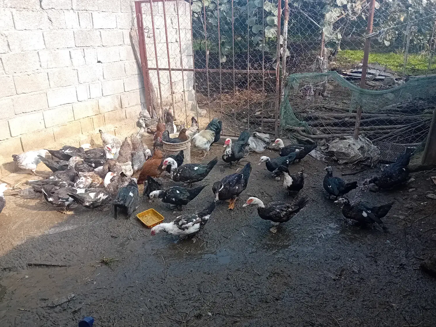 اردک اسرائیلی|حیوانات مزرعه|تالش, جوکندان|دیوار