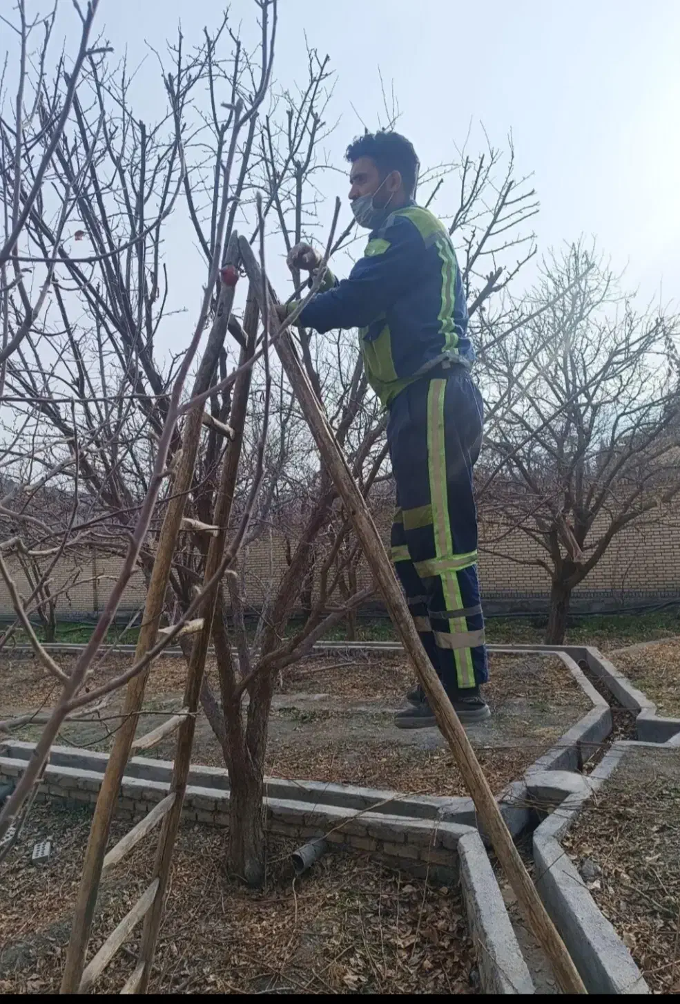 هرس درخت باغبانی صفرتاصد|خدمات باغبانی و درختکاری|مشهد, توس (بلوار توس)|دیوار