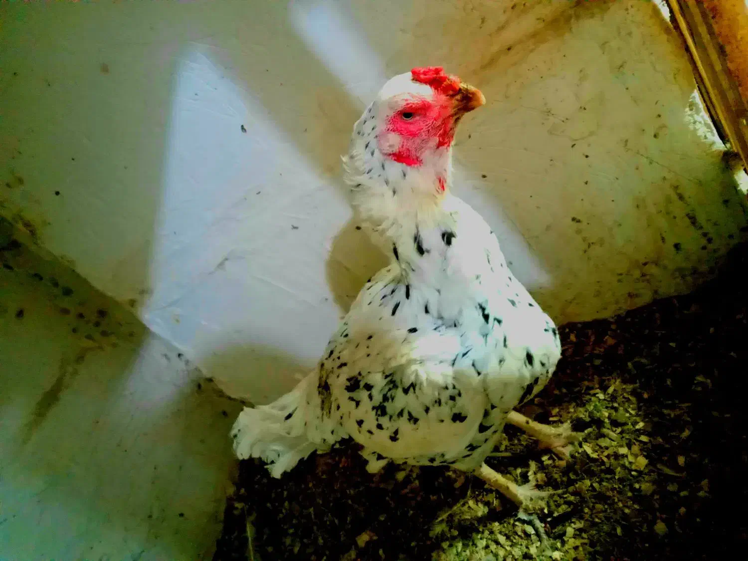 مرغ لاری۲ساله تخم گذر نژاد دار|حیوانات مزرعه|سراب, |دیوار