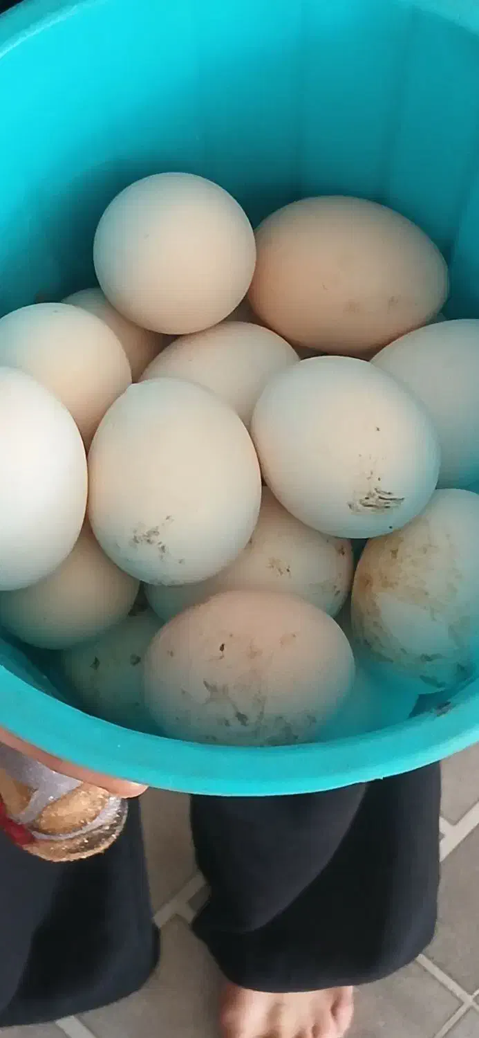 تخم گلین از مولدهای با کیفیت|حیوانات مزرعه|انبارآلوم, |دیوار