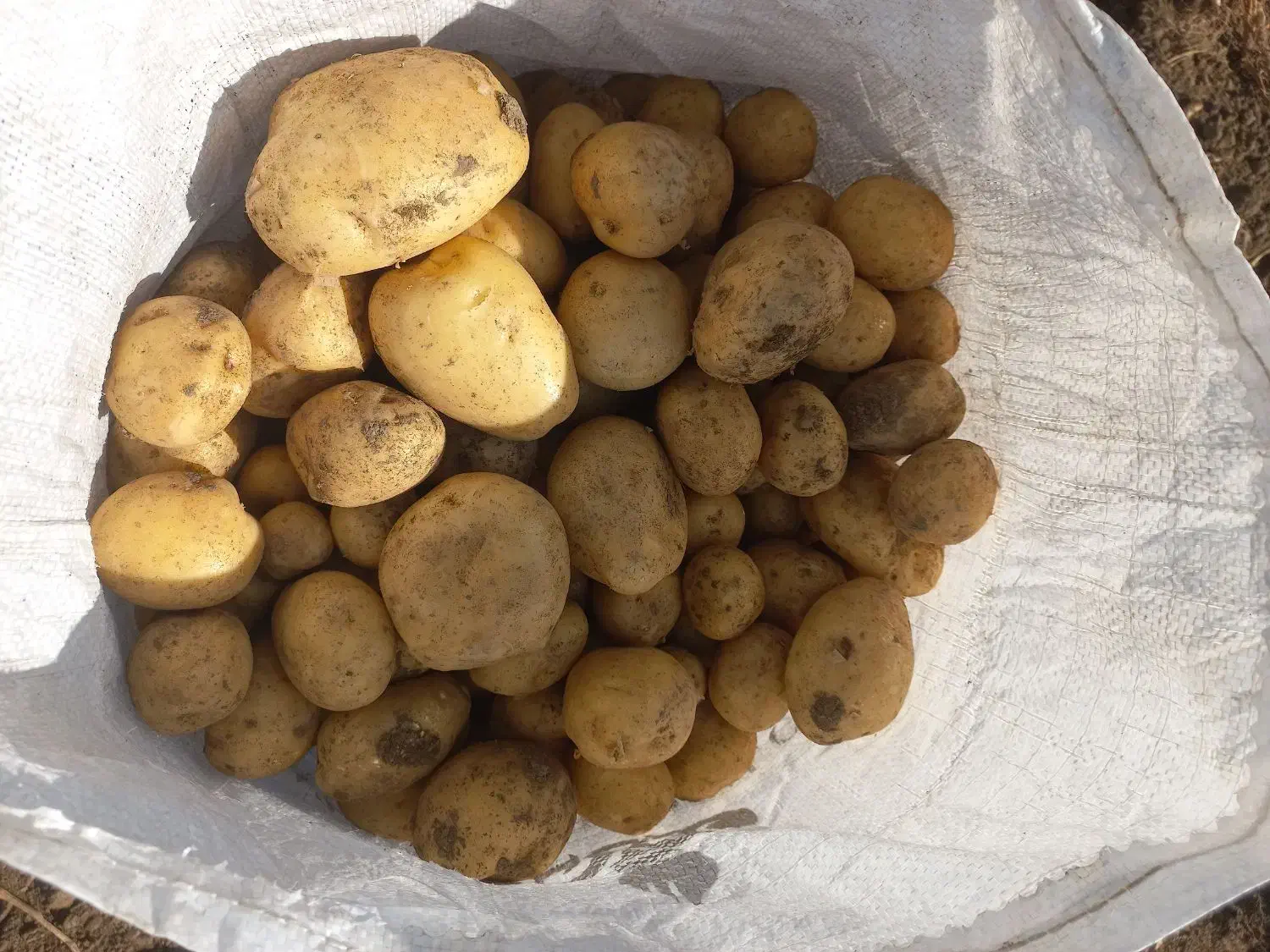 سیب زمینی بذری و خوراکی سانته مدل ۴۰۲ درجه یک|خوردنی و آشامیدنی|ازنا, |دیوار