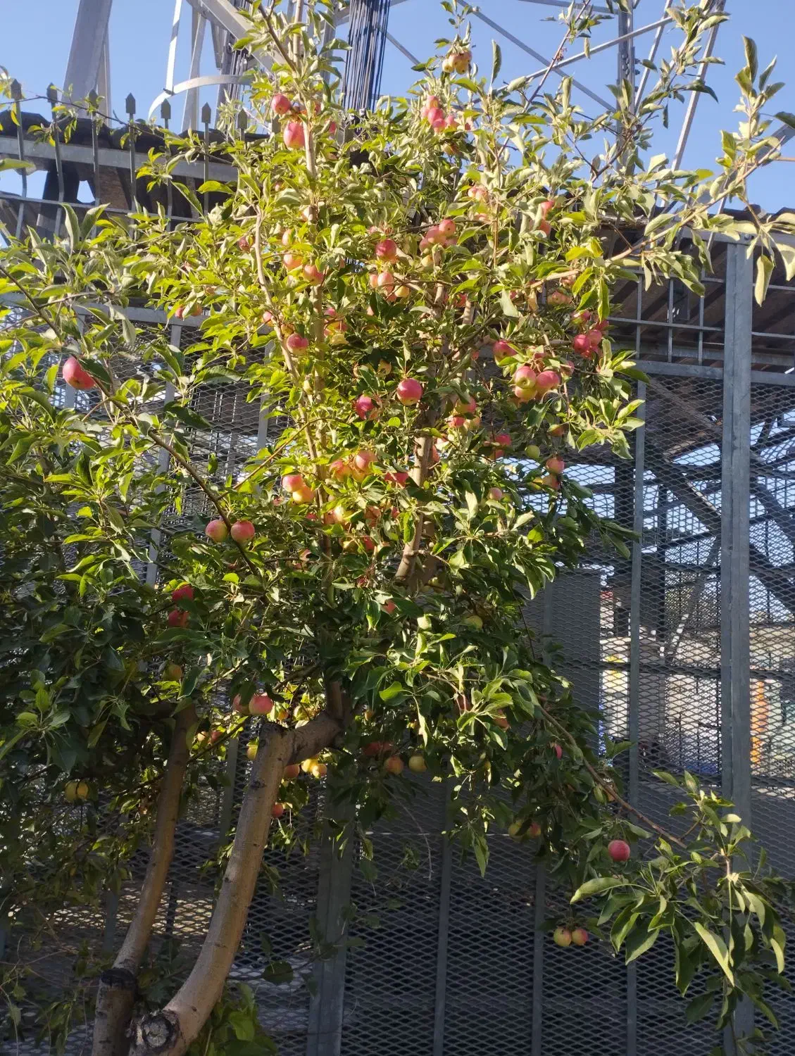 زمین کشاورزی|اجارهٔ دفتر صنعتی، کشاورزی، تجاری|زنجانرود, |دیوار