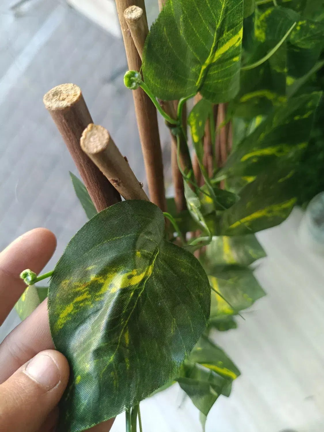 آکاردئون برگی|گل مصنوعی|شیراز, اصلاح‌نژاد|دیوار