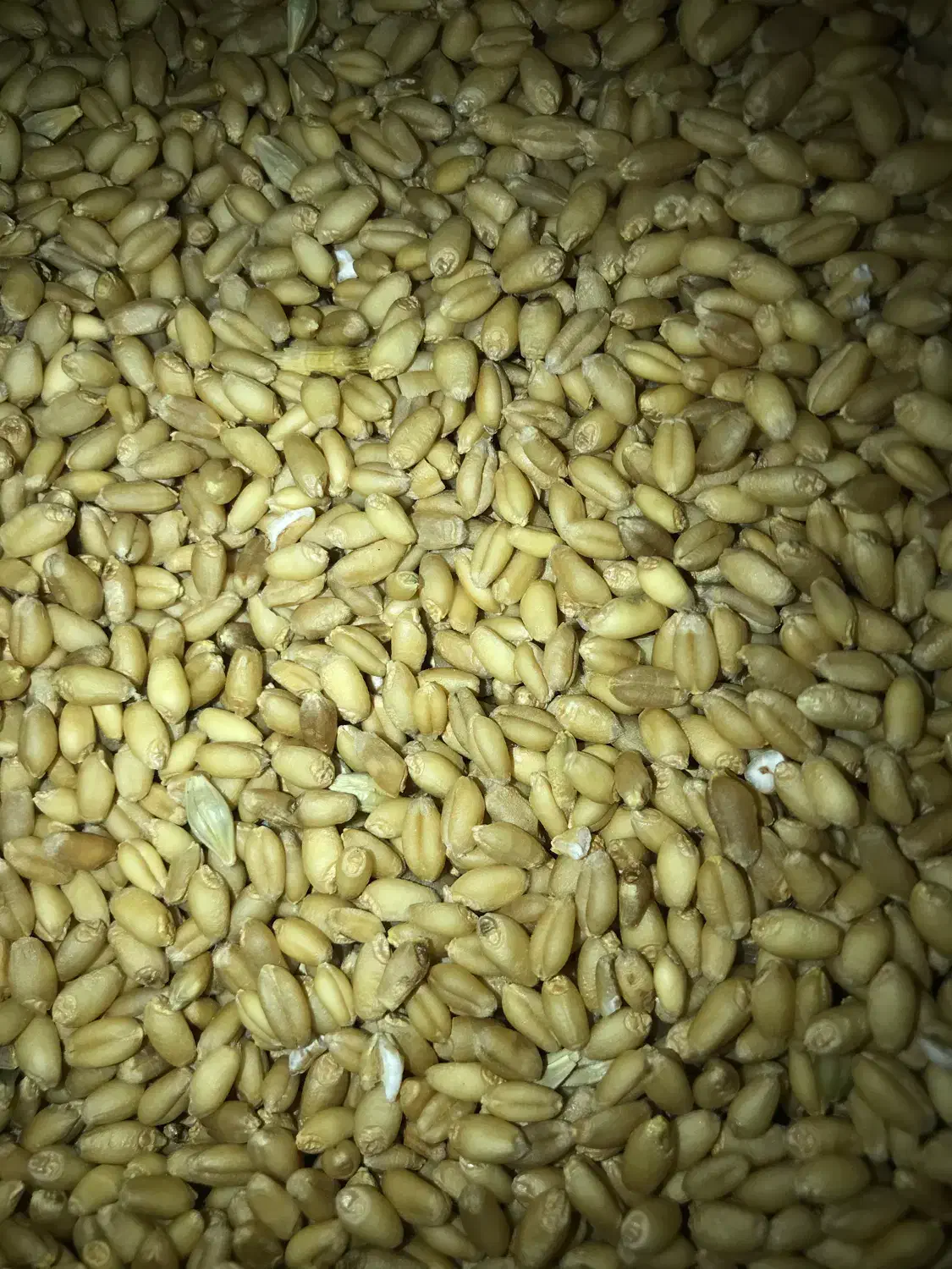 بذر گندم|گل و گیاه طبیعی|کلاله, |دیوار