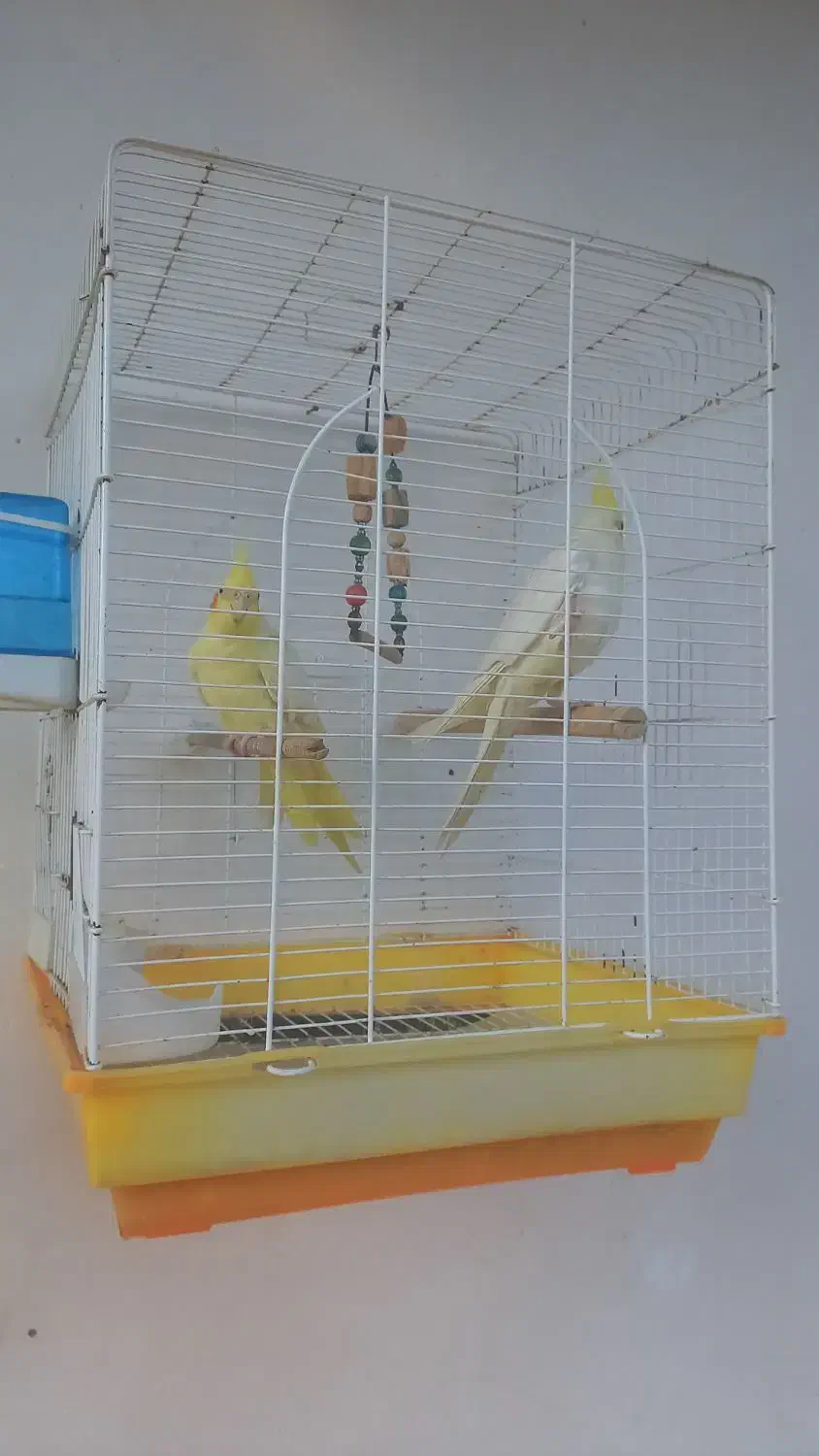 طوطی عروس جفت|پرنده|کوچصفهان, |دیوار