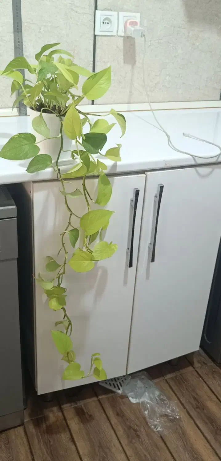 گل.|گل و گیاه طبیعی|مرودشت, مسجد رسول‎|دیوار