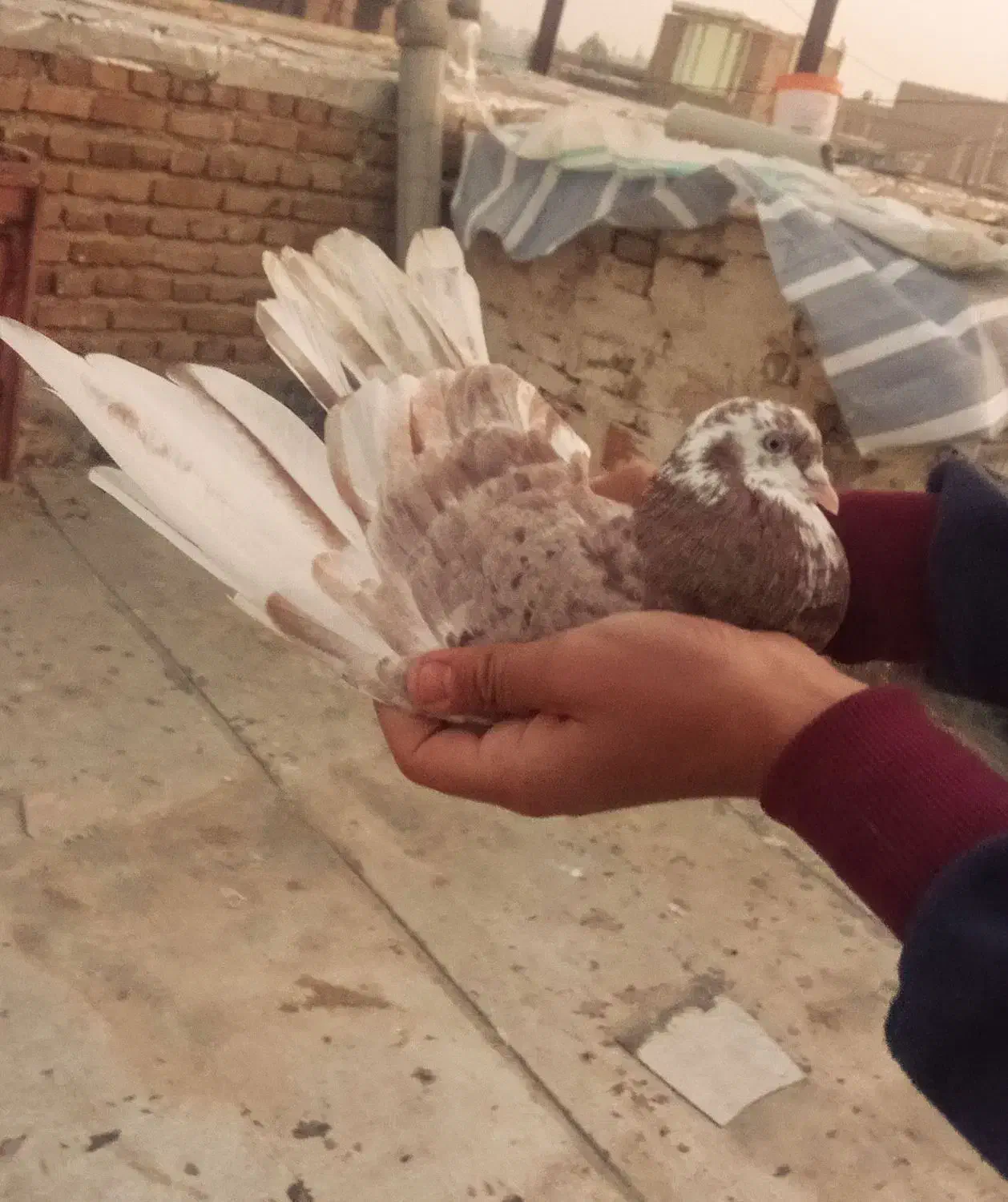 کبوتر|پرنده|نوشین شهر, |دیوار