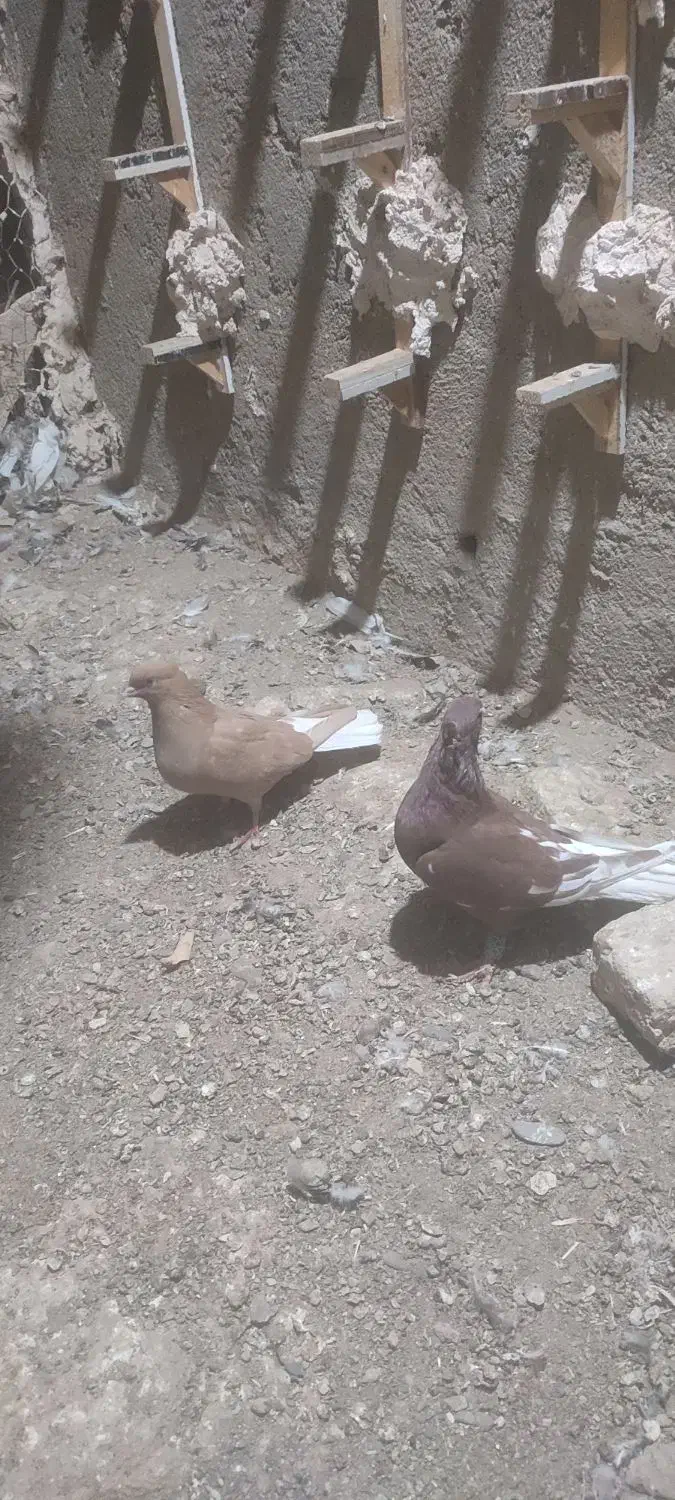 کفتر کبوتر|پرنده|نیشابور, مبارکه|دیوار