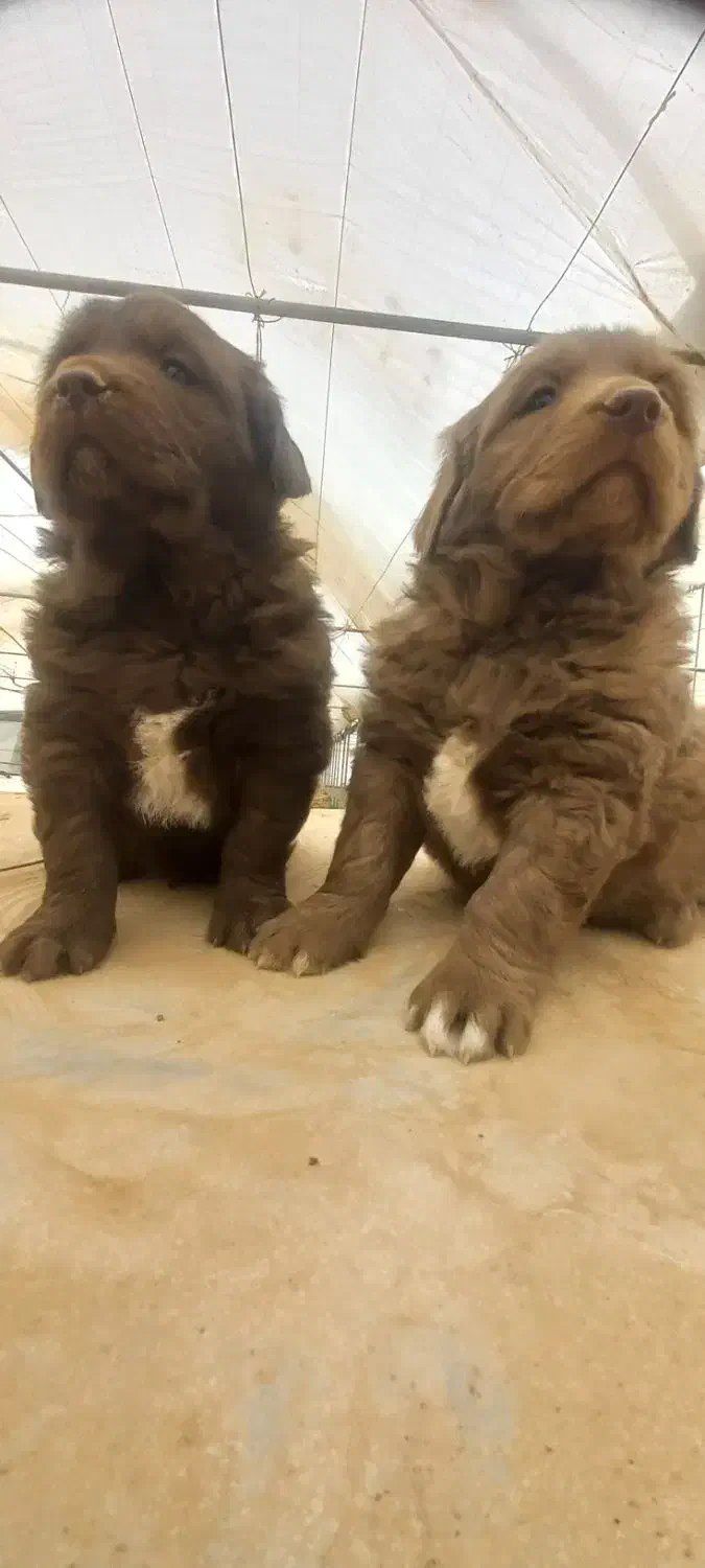 واگذاری ی جفت توله سرخ|سگ|دهاقان, |دیوار