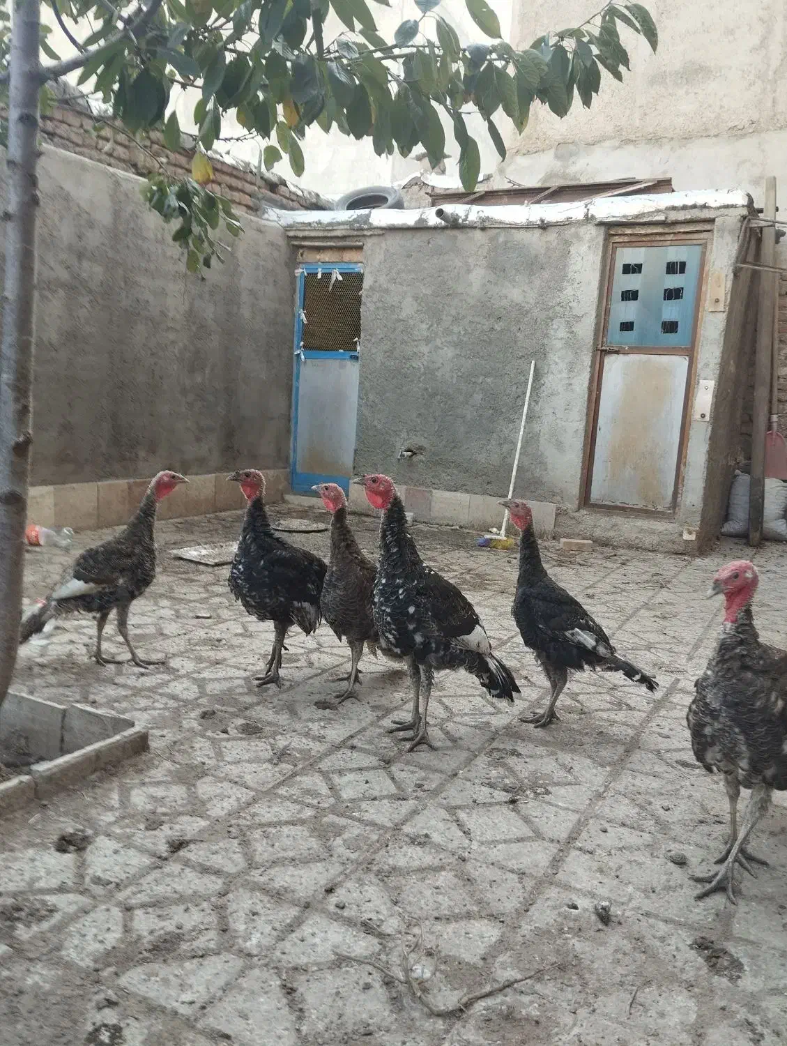 بوقلمون|پرنده|اردبیل, |دیوار