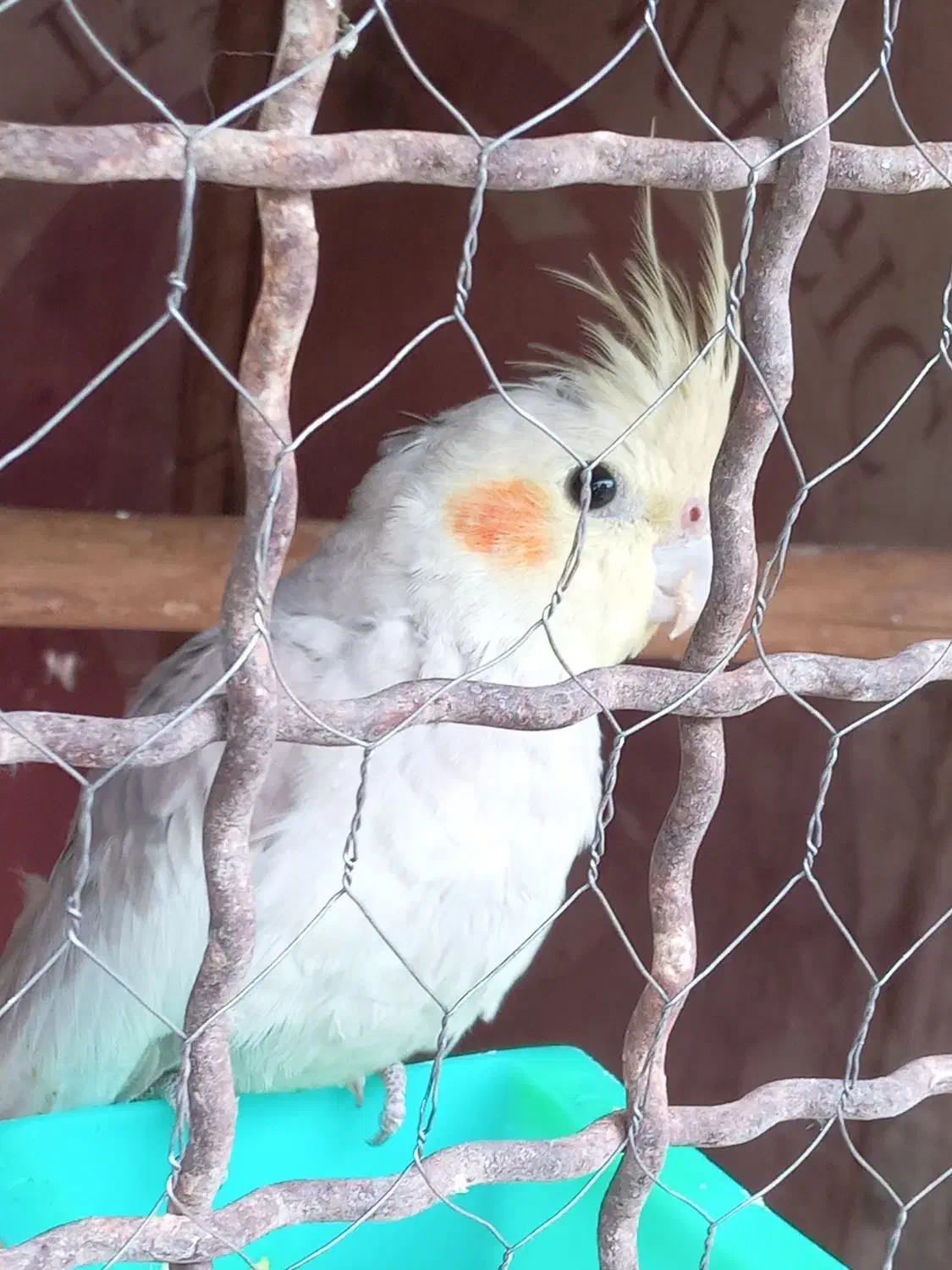 عروس هلندی|پرنده|ایذه, |دیوار