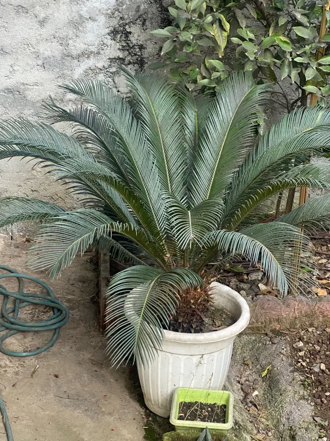 گل سیکاس و گل بابا آدم زیبا و بزرگ|گل و گیاه طبیعی|سیاهکل, |دیوار